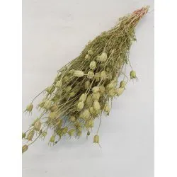 CENTAUREA GREEN NATURAL 