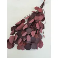 EUCALYPTUS POPULUS GECONSERVEERD BORDEAUX +/-75GR