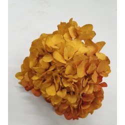 GECONSERVEERDE HORTENSIA (HYDRANGEA) GEEL/ROOD +/-15CM