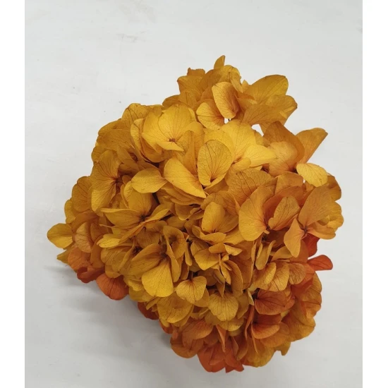 GECONSERVEERDE HORTENSIA (HYDRANGEA) GEEL/ROOD +/-15CM