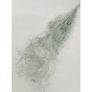 GYPSOPHILA WILD VERT CLAIR