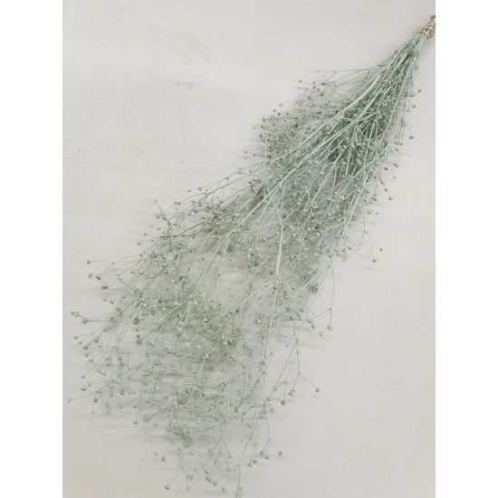 GYPSOPHILA WILD LICHTGROEN