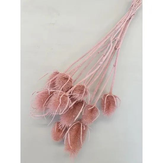 CARDOON THISTLE LIGHT PINK