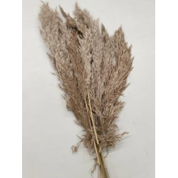 PAMPAS NAL NATURAL 40-65CM 10PCS