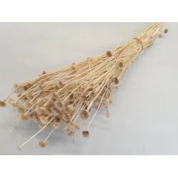 WILD DAISY BLEACHED +/-100GR