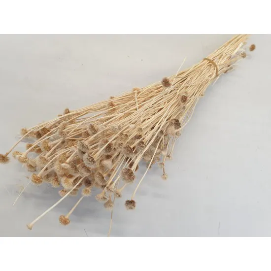 WILD DAISY BLANCHI +/-100GR