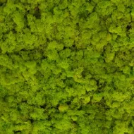 IJSLANDS MOS LENTEGROEN 5KG