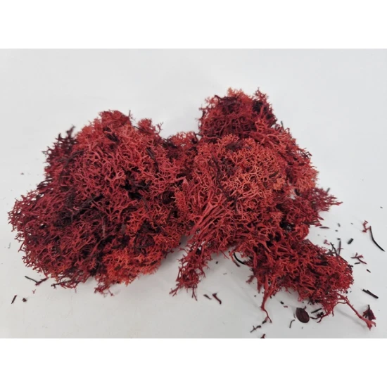 MOUSSE D'ISLANDE BORDEAUX +/-50GR