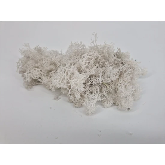 ICELANDIC MOSS PRESERVED WHITE +/-450GR