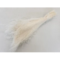 AGROSTIS NEBULOSA CLOUD GRASS GEBLEEKT +/-50GR BOPP/kraft hobbyverpakking