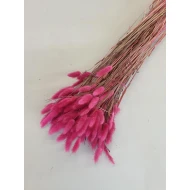 LAGURUS OVATUS MAUVE +/-100GR BOPP/kraft hobbyverpakking