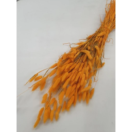 LAGURUS OVATUS ORANGE (APRICOT) +/-100GR BOPP/kraft