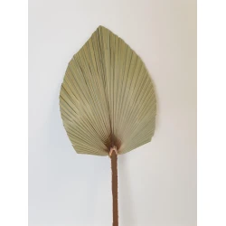 PALM KING SPEAR +/-100CM NATURAL BOPP/kraft Small packaging
