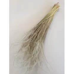 STYPHA PENATA LARGE NATUREL +/-50GR BOPP/kraft hobbyverpakking