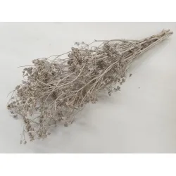 CARUM CARVI TAUPE BOPP/kraft hobbyverpakking