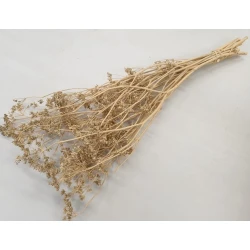 CARUM CARVI CREME BOPP/kraft hobbyverpakking