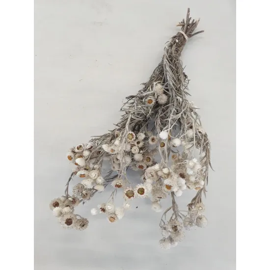 EVERLASTING NATURAL WHITE +/-30CM BOPP/kraft