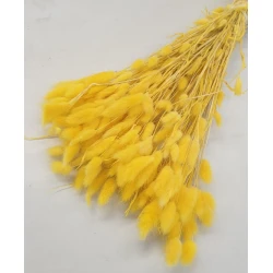 LAGURUS OVATUS YELLOW +/-100GR BOPP/kraft Small packaging