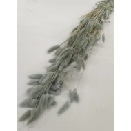 LAGURUS OVATUS ICE GREEN +/-50GR BOPP/kraft hobbyverpakking