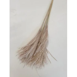 MISCANTHUS NATURAL +/-60CM 10PCS BOPP/kraft Small packaging