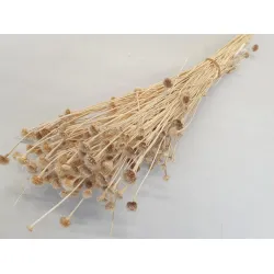 WILD DAISY GEBLEEKT +/-100GR BOPP/kraft hobbyverpakking