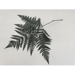 ADELAARSVAREN GECONSERVEERD GROEN 10ST BOPP/kraft hobbyverpakking