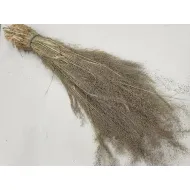 AGROSTIS NEBULOSA CLOUD GRASS +/-100GR BOPP/kraft hobbyverpakking