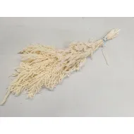 AMARANTHUS CAUDATUS STABILISE BLANCHI BOPP/kraft emballage hobby