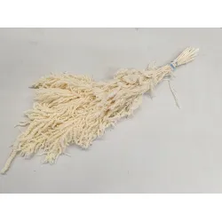 AMARANTHUS CAUDATUS GECONSERVEERD GEBLEEKT BOPP/kraft hobbyverpakking