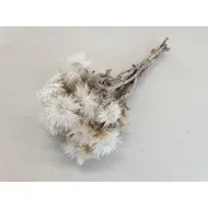 CAPBLUMEN LARGE 30CM NATURAL  +/-50GR BOPP/kraft Small packaging