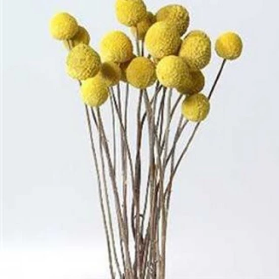 CRASPEDIA NATURAL BOPP/kraft