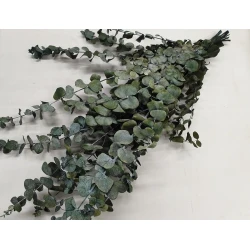 EUCALYPTUS SPIRALUS PRESERVED GREEN 250GR BOPP/kraft Small packaging