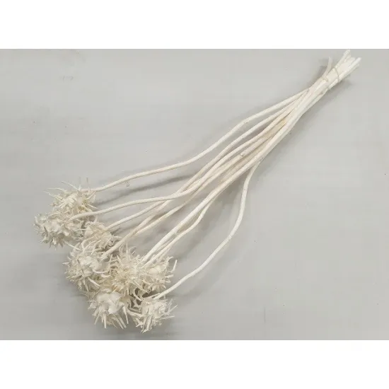 CARDOON FLOWER BLEACHED 10PCS BOPP/kraft