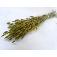 LAGURUS OVATUS APPELGROEN +/-50GR BOPP/kraft hobbyverpakking