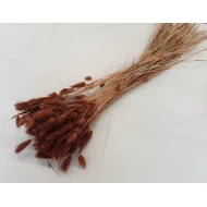 LAGURUS OVATUS BRUIN +/-50GR BOPP/kraft hobbyverpakking