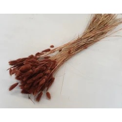 LAGURUS OVATUS BROWN +/-100GR BOPP/kraft Small packaging