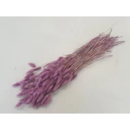 LAGURUS OVATUS FRAMBOOS +/-100GR BOPP/kraft hobbyverpakking