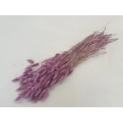 LAGURUS OVATUS RASPBERRY +/-100GR BOPP/kraft Small packaging