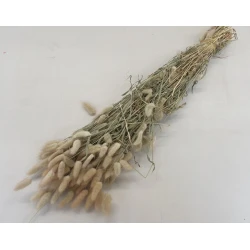 LAGURUS OVATUS NATURAL +/-100GR BOPP/kraft Small packaging