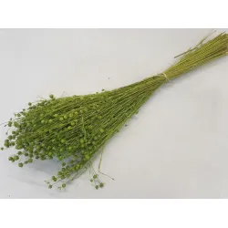 LINUM (FLAX) LIME GREEN +/-100GR BOPP/kraft Small packaging
