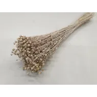 LINUM (FLAX) WHITE WASH +/-100GR BOPP/kraft Small packaging