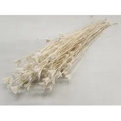 NIGELLA ORIENTALIS BLEACHED +/-100GR BOPP/kraft Small packaging