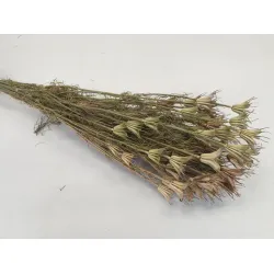 NIGELLA ORIENTALIS NATURAL BOPP/kraft Small packaging