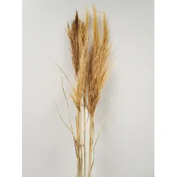 PAMPAS SOFT YELLOW 6PCS BOPP/kraft Small packaging