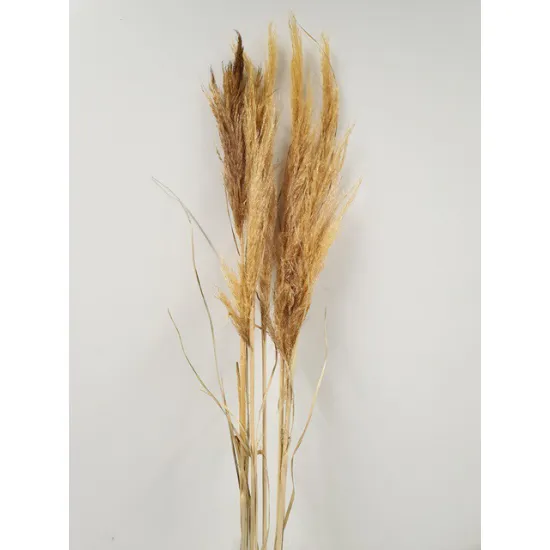 PAMPAS SOFT YELLOW 6PCS BOPP/kraft