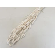 PHALARIS GEBLEEKT +/-100GR BOPP/kraft hobbyverpakking