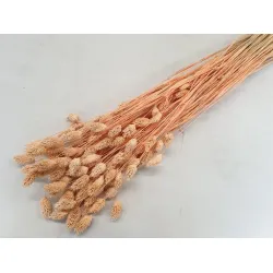 PHALARIS MELOEN +/-100GR BOPP/kraft hobbyverpakking