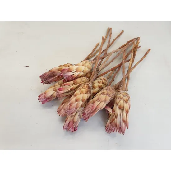 PROTEA COMPACTA FLOWER PINK 15PCS BOPP/kraft