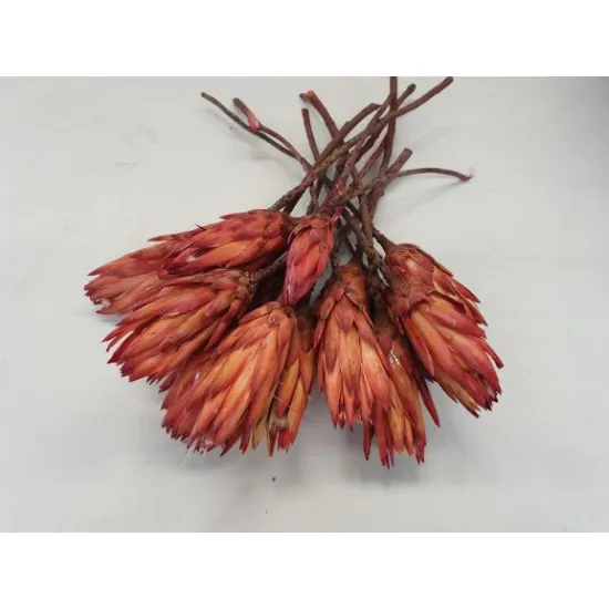 PROTEA REPENS RED BUD 15ST BOPP/kraft