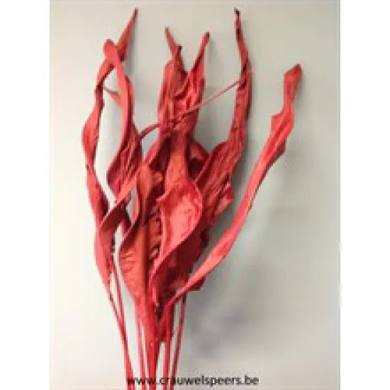 STRELITZIA LEAF LONG RED 10PCS BOPP/kraft